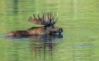 Bull moose takes advantage of a small pond to cool off and graze in the Rocky Mountains of Colorado Art Print